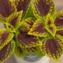 Coleus – Juicy Lucy – 4.5″ Pot